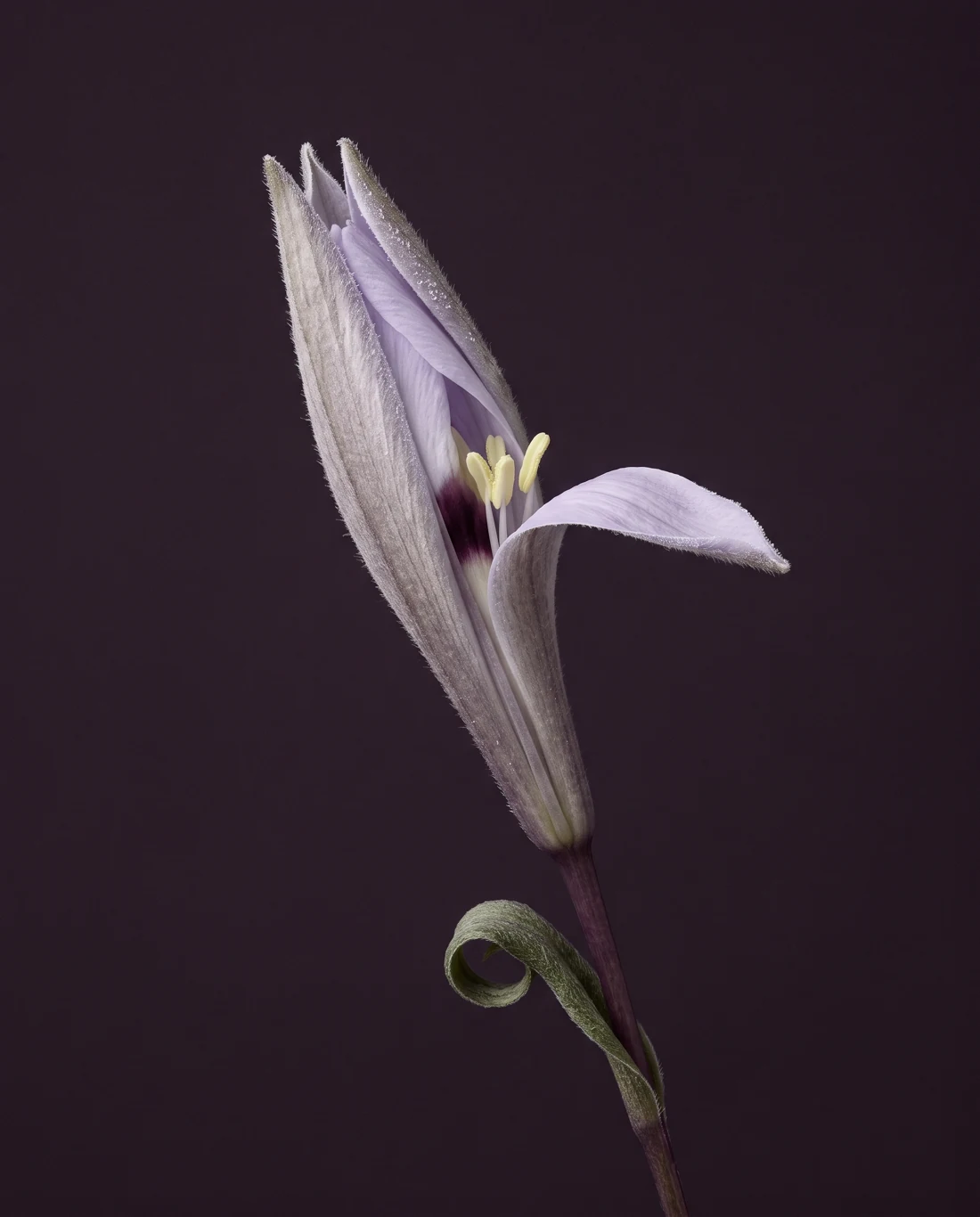 La Dormante, fleur argentée allongée, entrouverte, avec un pétale courbé et une feuille enroulée.