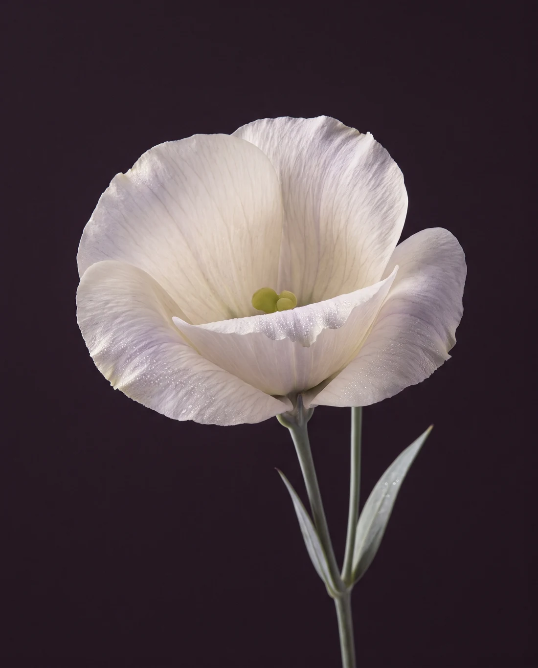La Vaporeuse, fleur ivoire translucide en forme de coupe, couverte de fines gouttes.