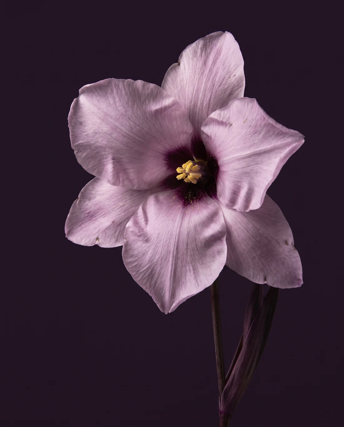 La Veilleuse, fleur lilas aux larges pétales ouverts et au cœur sombre.